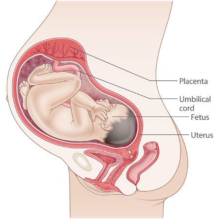 pregnancy illustration, week 34