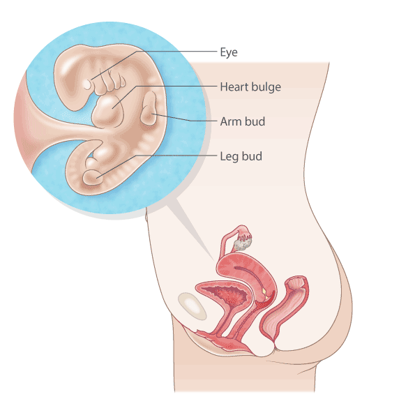 pregnancy illustration, week 7