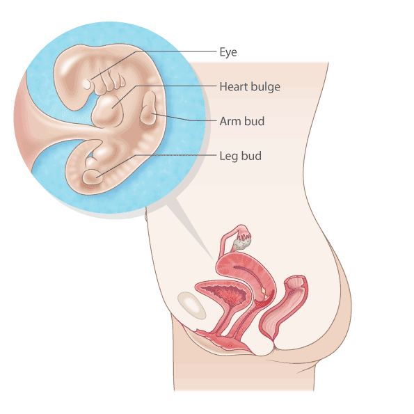 12 Weeks Pregnant: Symptoms and Baby Development