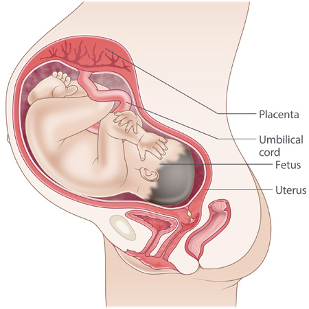 real uterus with baby