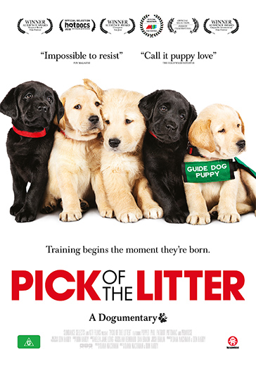 what is the best way to pick a puppy from a litter