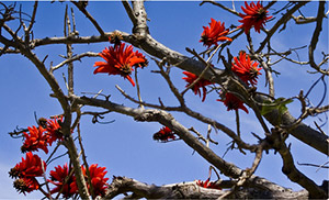 Coral tree