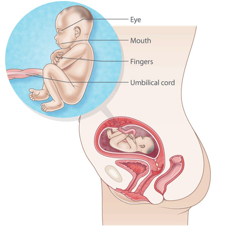 pregnancy illustration, week 21