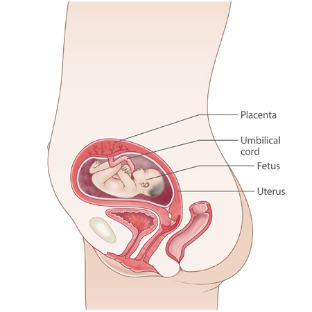 pregnancy illustration, week 22