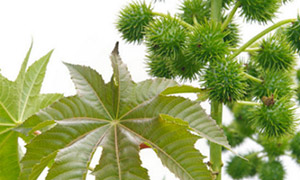 Dangerous & poisonous plants: child safety