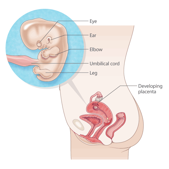 pregnancy illustration, week 9