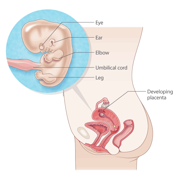 baby in the womb at 9 weeks