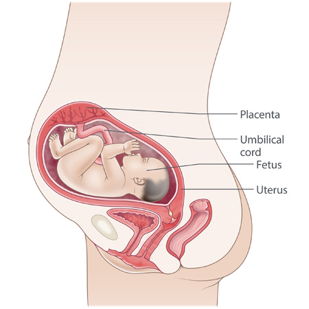 pregnancy illustration, week 28