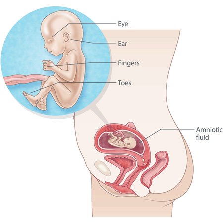pregnancy illustration, week 16