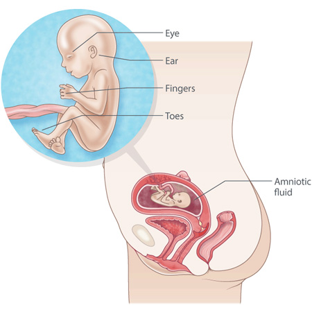 pregnant uterus 16 weeks