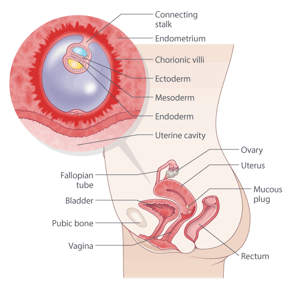 Uterus During Pregnancy: Sizes And How It Works