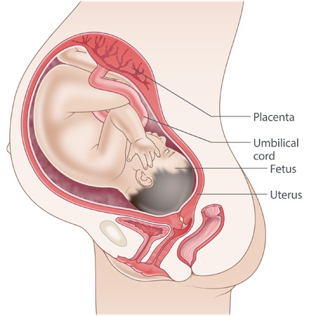 pregnancy illustration, week 39