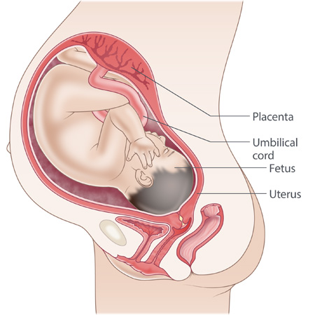 Baby moves up into ribs at night 39 deals weeks