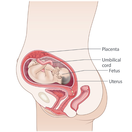 pregnancy illustration, week 26
