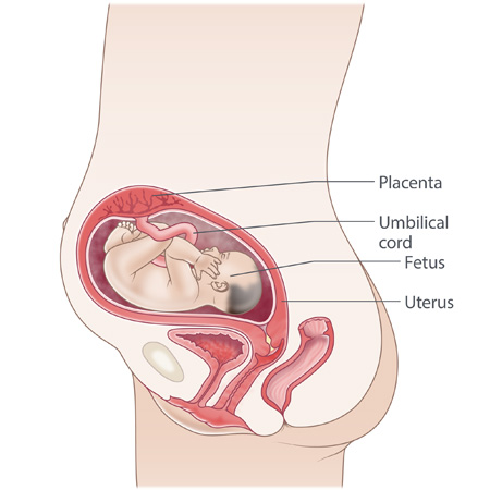 Baby measuring small store at 26 weeks