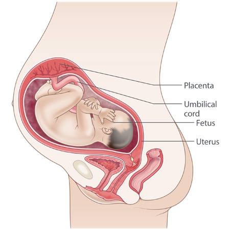 pregnancy illustration, week 31