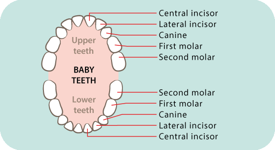 Baby teeth diagram