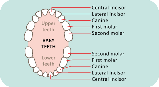 three year old teething