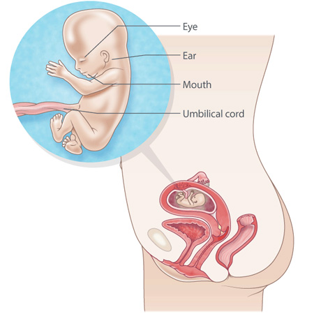 Weeks 13 symptoms pregnant at 13 Weeks