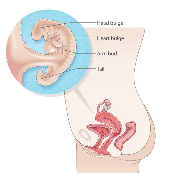 pregnancy illustration, week 6