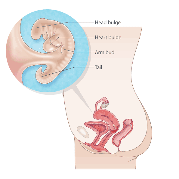 6 week store old baby development