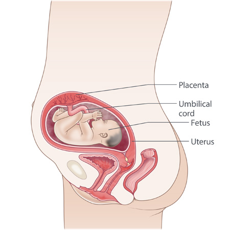 pregnancy illustration, week 25