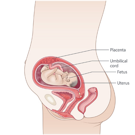 pregnancy illustration, week 24