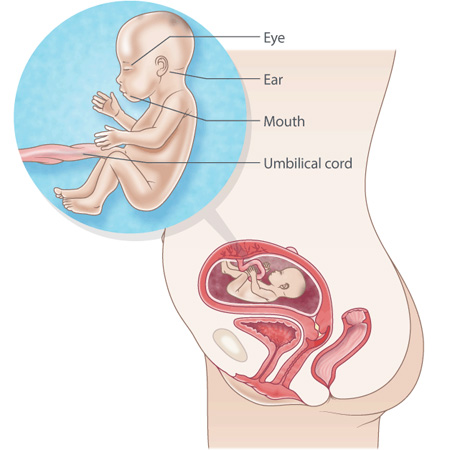 pregnancy illustration, week 19