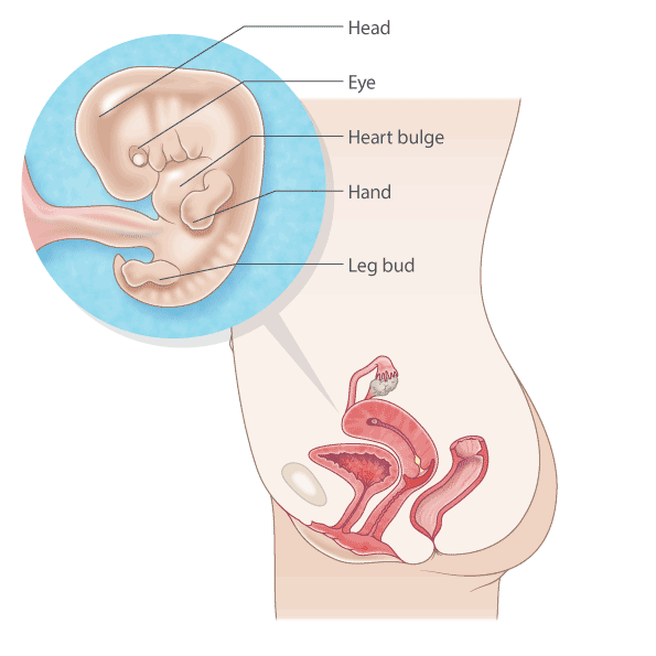 pregnancy illustration, week 8