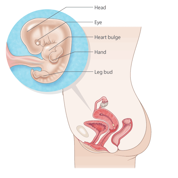 pregnant uterus 8 weeks