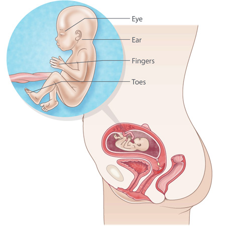 pregnancy illustration, week 18