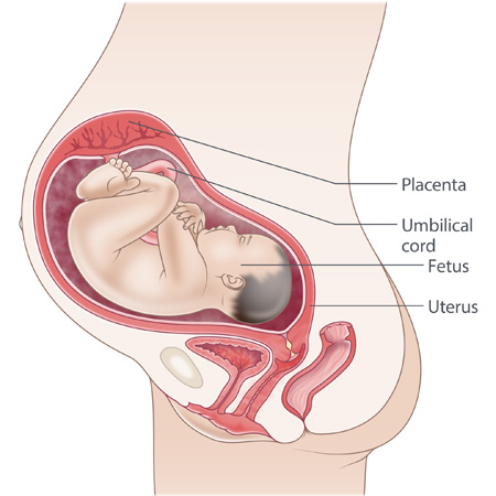 pregnancy illustration, week 32