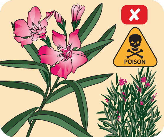 Be aware of poisonous plants.