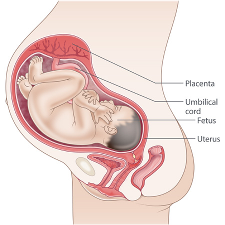 pregnancy illustration, week 35