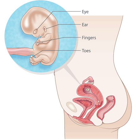 10 Weeks Pregnant: Symptoms, Belly, Baby Size & More