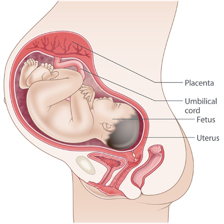 pregnancy illustration, week 36