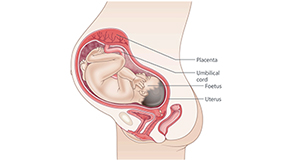 Early Pregnancy Resting Heart Rate Chart in PDF - Download