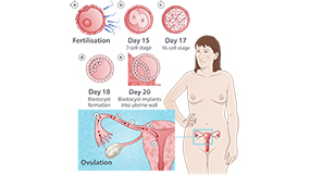Pregnancy the what trimester in first happens First trimester