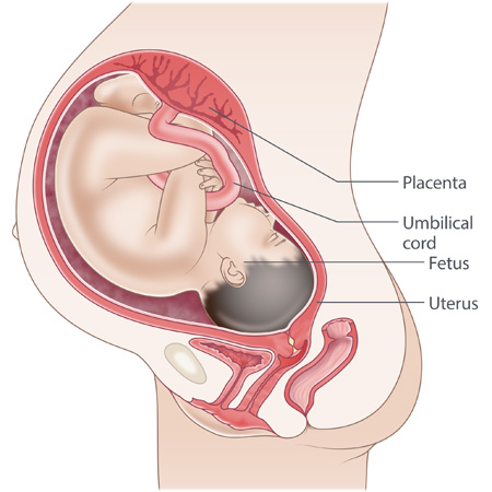 pregnancy illustration, week 40