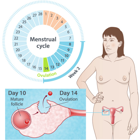 pregnancy illustration, week 2