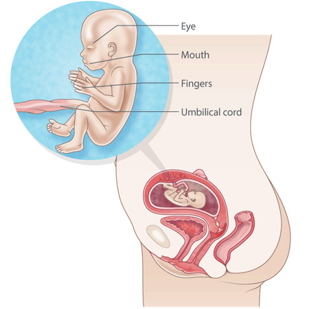 17 weeks pregnant fetus size