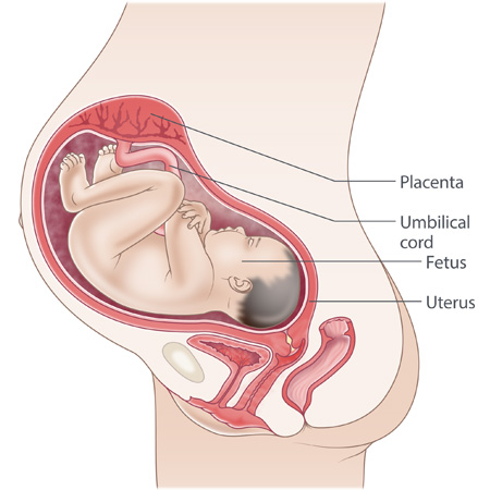 pregnancy illustration, week 33