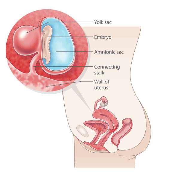 Ilustración del embarazo, semana 5