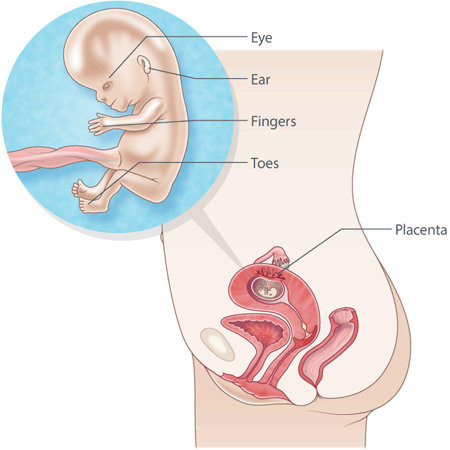 pregnancy illustration, 11 weeks