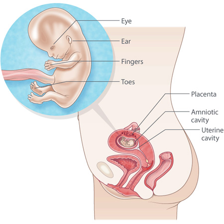 baby low in uterus