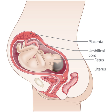 30 week fetus pictures