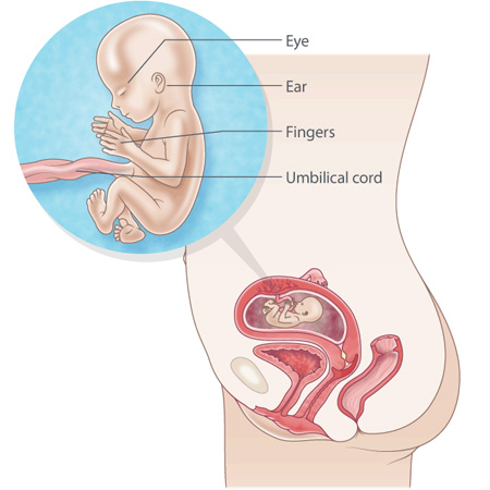 pregnancy illustration, week 15