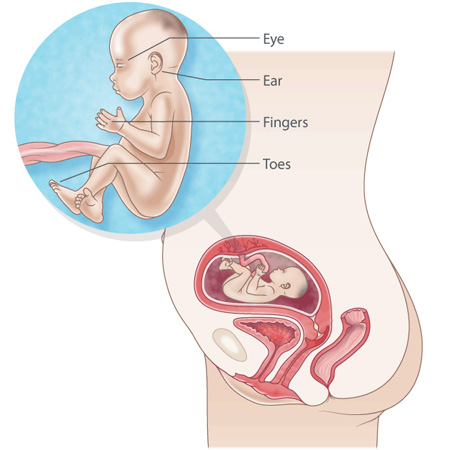 Weeks Pregnant Raising Children Network