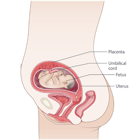 Free Vectors  Pregnant woman with pressure on the bladder Color with a  fetus