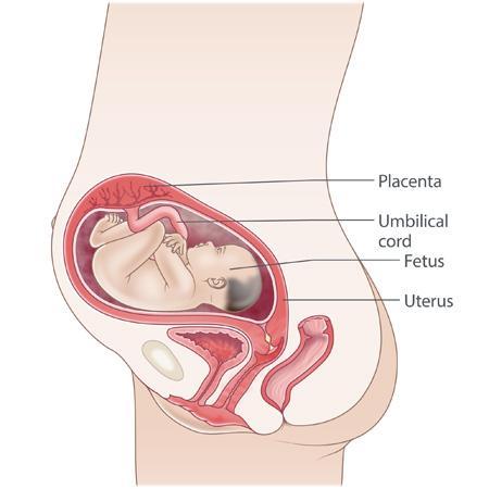 pregnancy illustration, week 27